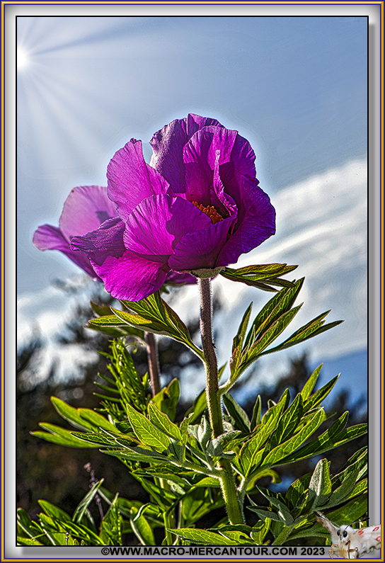 Pivoines